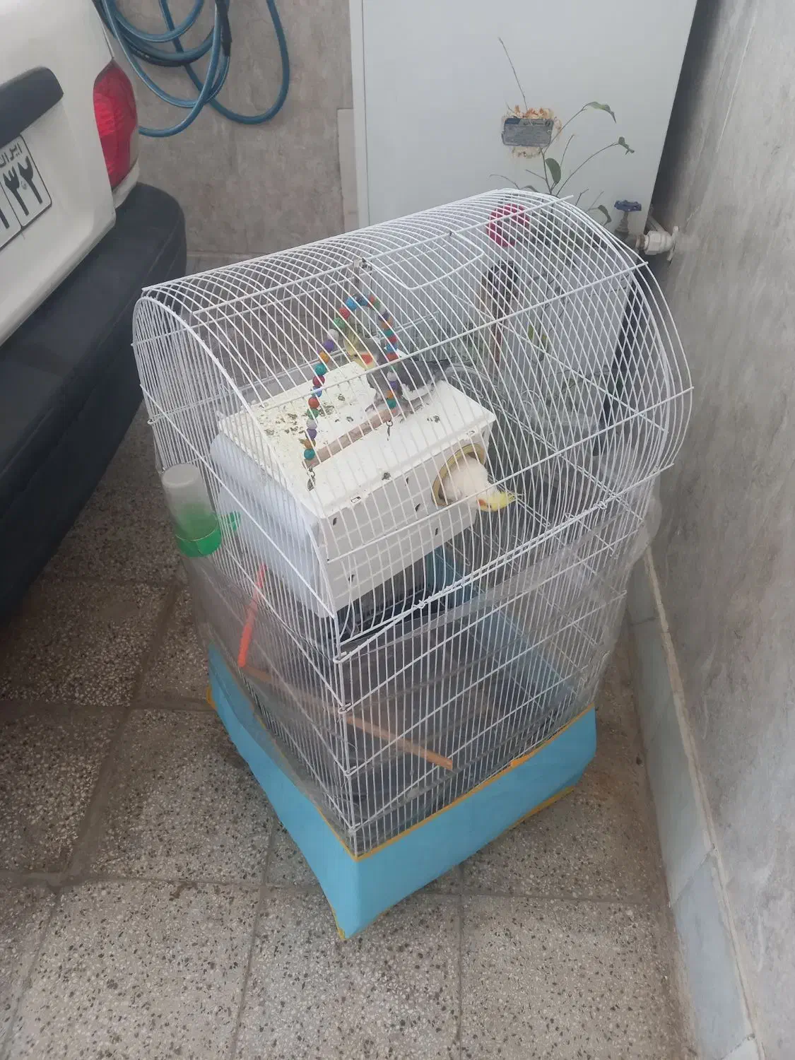 عروس هلندی|پرنده|تربت‌حیدریه, یحیی آباد|دیوار