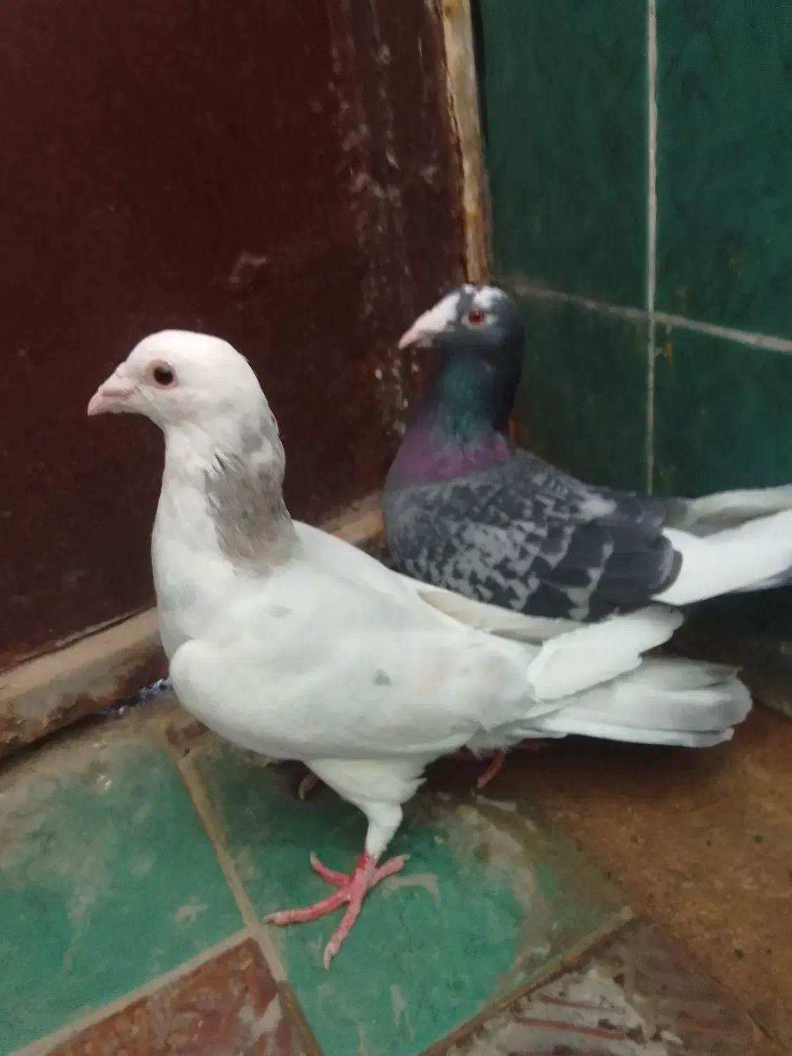 کفتر المانی|پرنده|کاخک, |دیوار