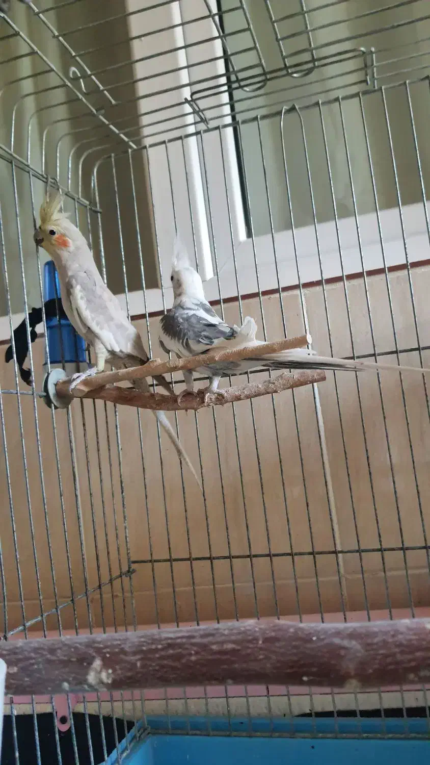 عروس هلندی|پرنده|قم, بنیاد|دیوار