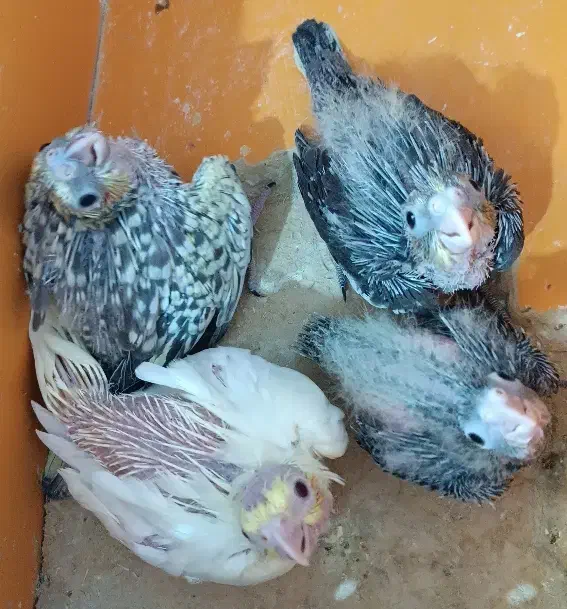 عروس هلندی جفت مولد همراه با ۴تا جوجه|پرنده|بندرعباس, |دیوار