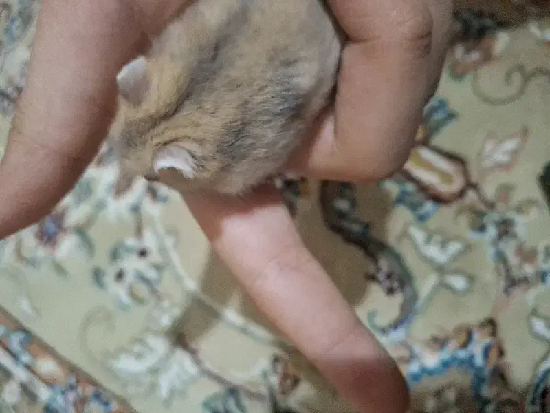 همستر  کمپل|موش و خرگوش|تهران, شهرک فردوس (حسینی)|دیوار