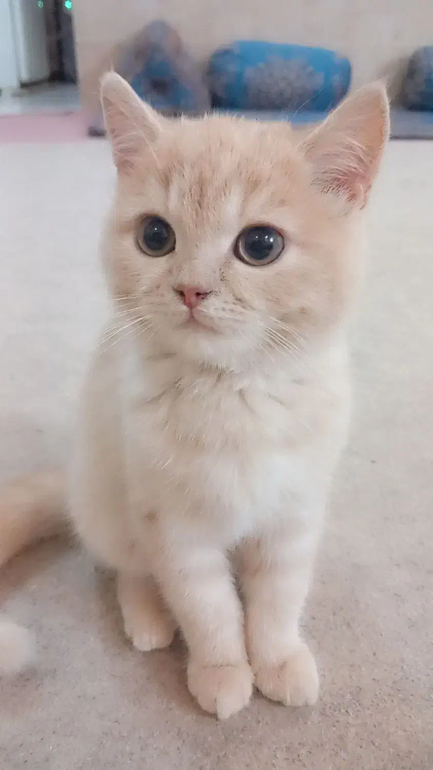 گربه|گربه|یزد, |دیوار