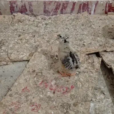 جوجه 13روزه|حیوانات مزرعه|رامشیر, |دیوار