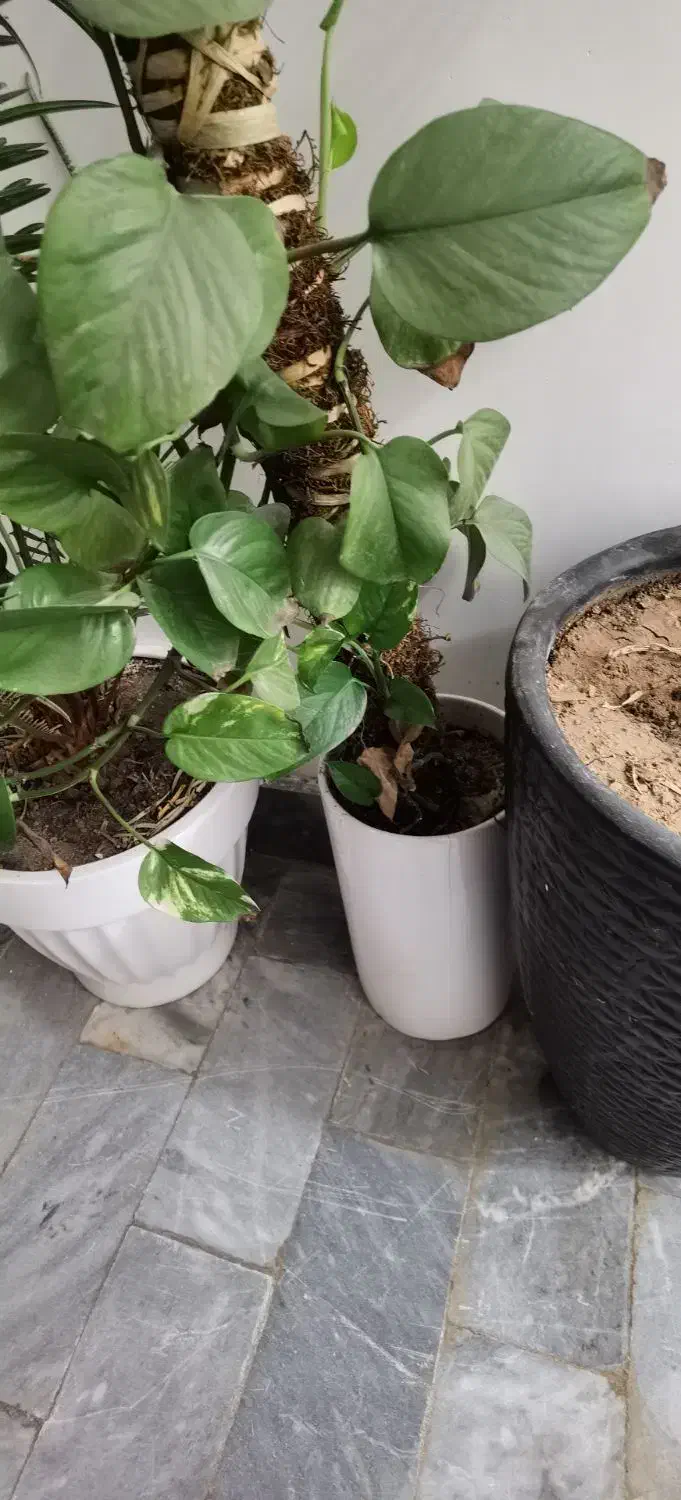 گل بو فروشتن|گل و گیاه طبیعی|بوکان, |دیوار