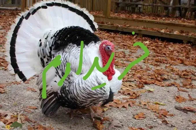 بوقلمون نر 2سال محلی|حیوانات مزرعه|بانه, |دیوار