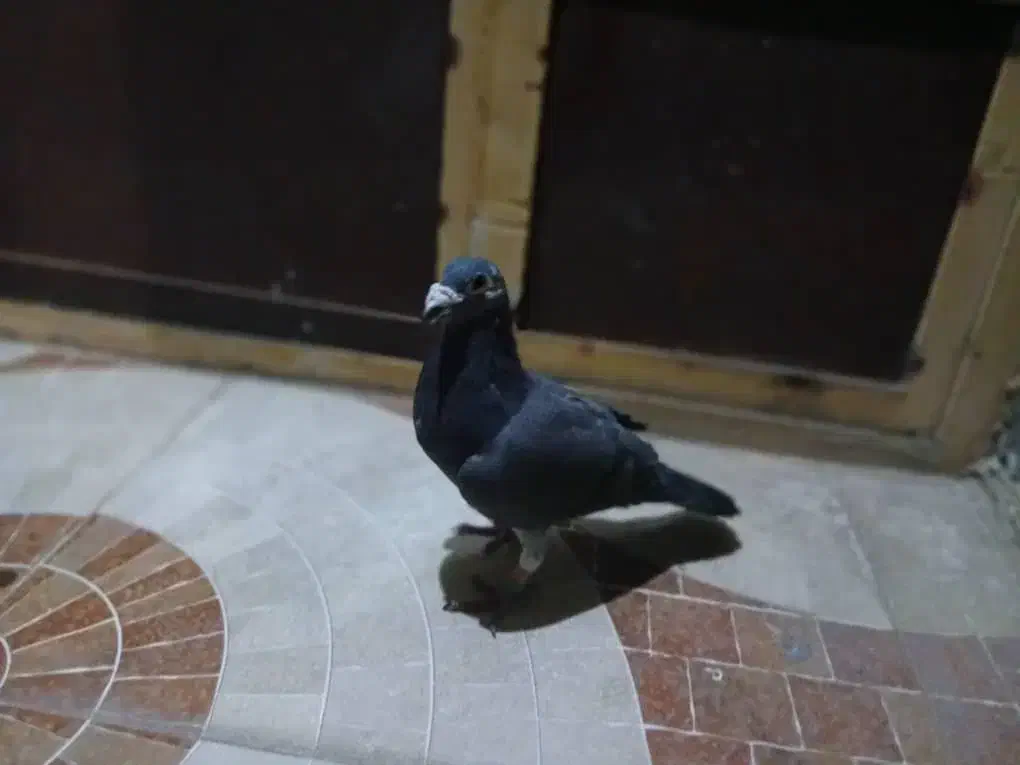 کبوتر|پرنده|شیراز, آبیاری|دیوار