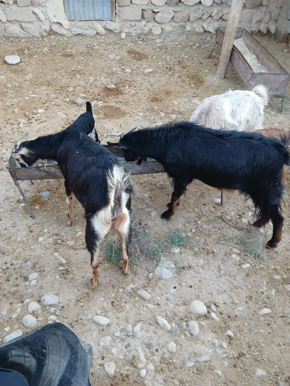 فروش بز|حیوانات مزرعه|مهران (ایلام), |دیوار