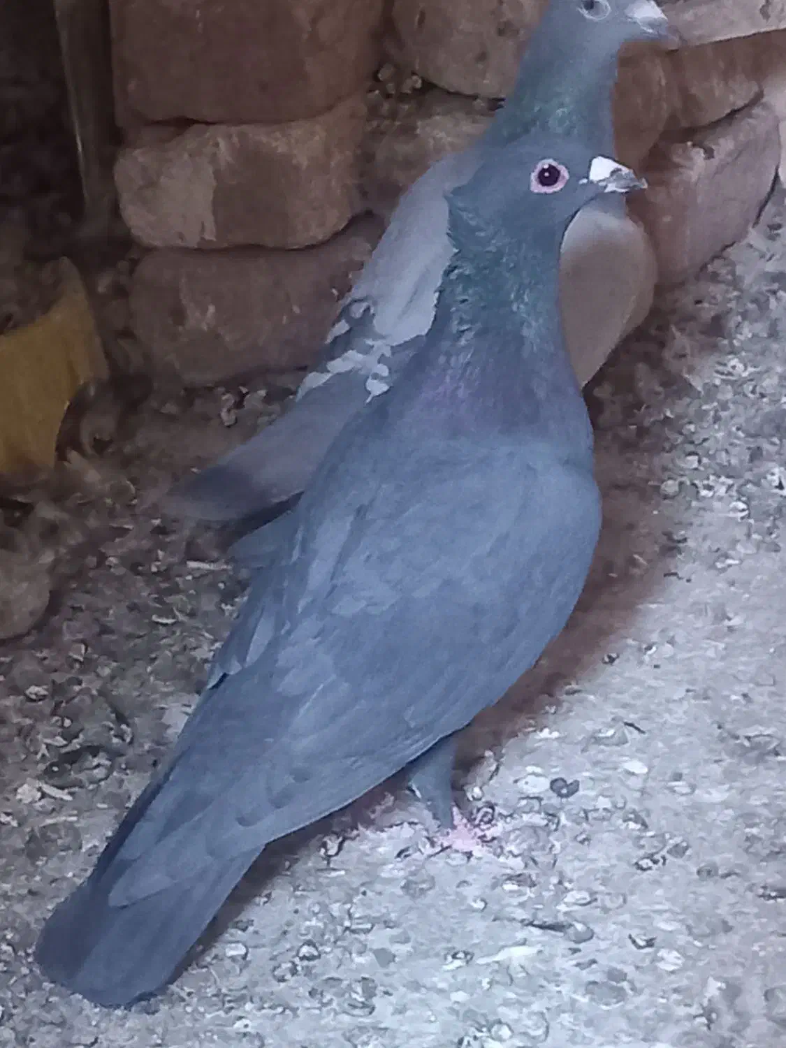 پرنده|پرنده|بم, |دیوار