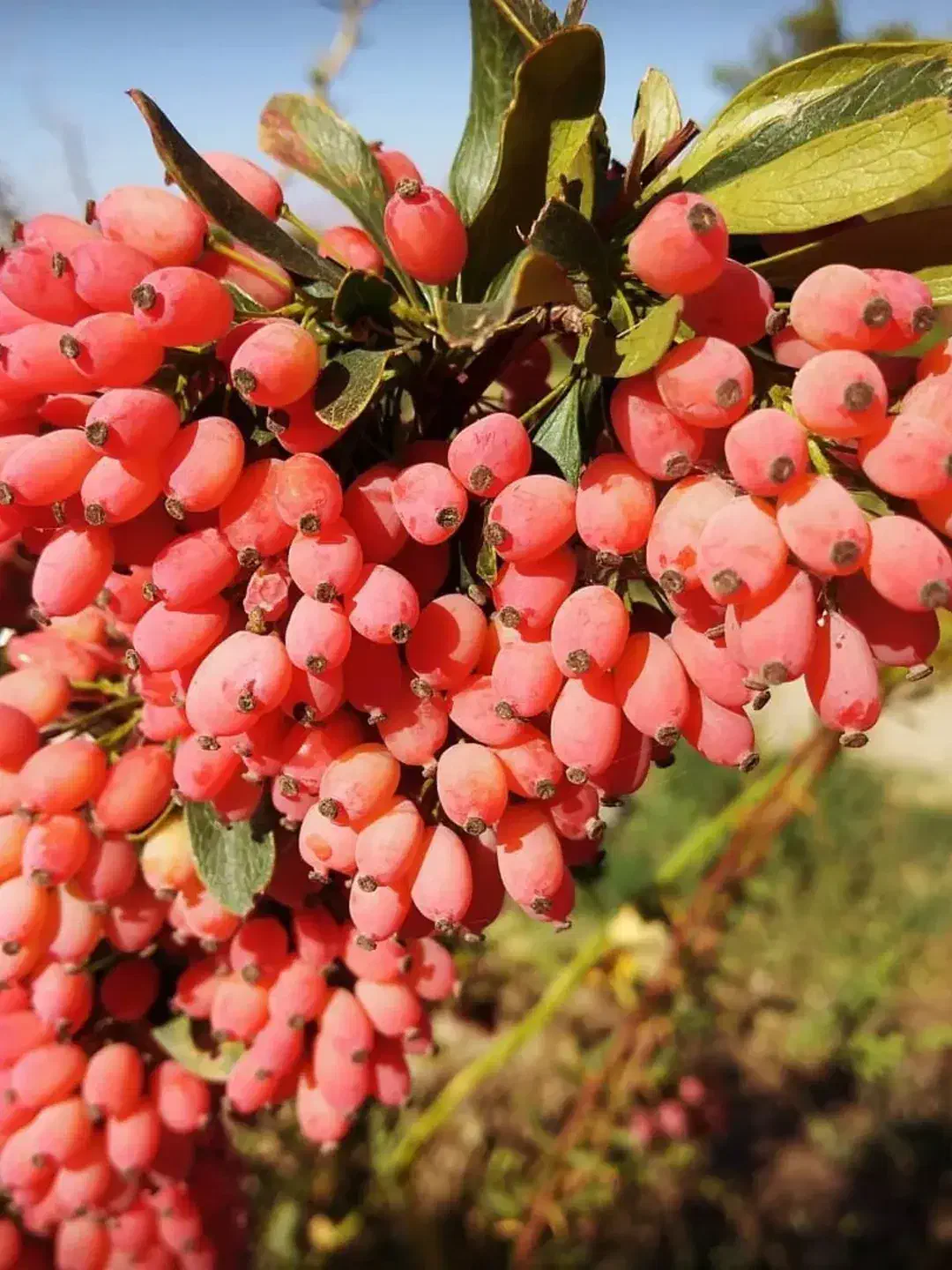 پیش فروش نهال زرشک|خدمات باغبانی و درختکاری|تهران, آبشار تهران (دریاچه)|دیوار
