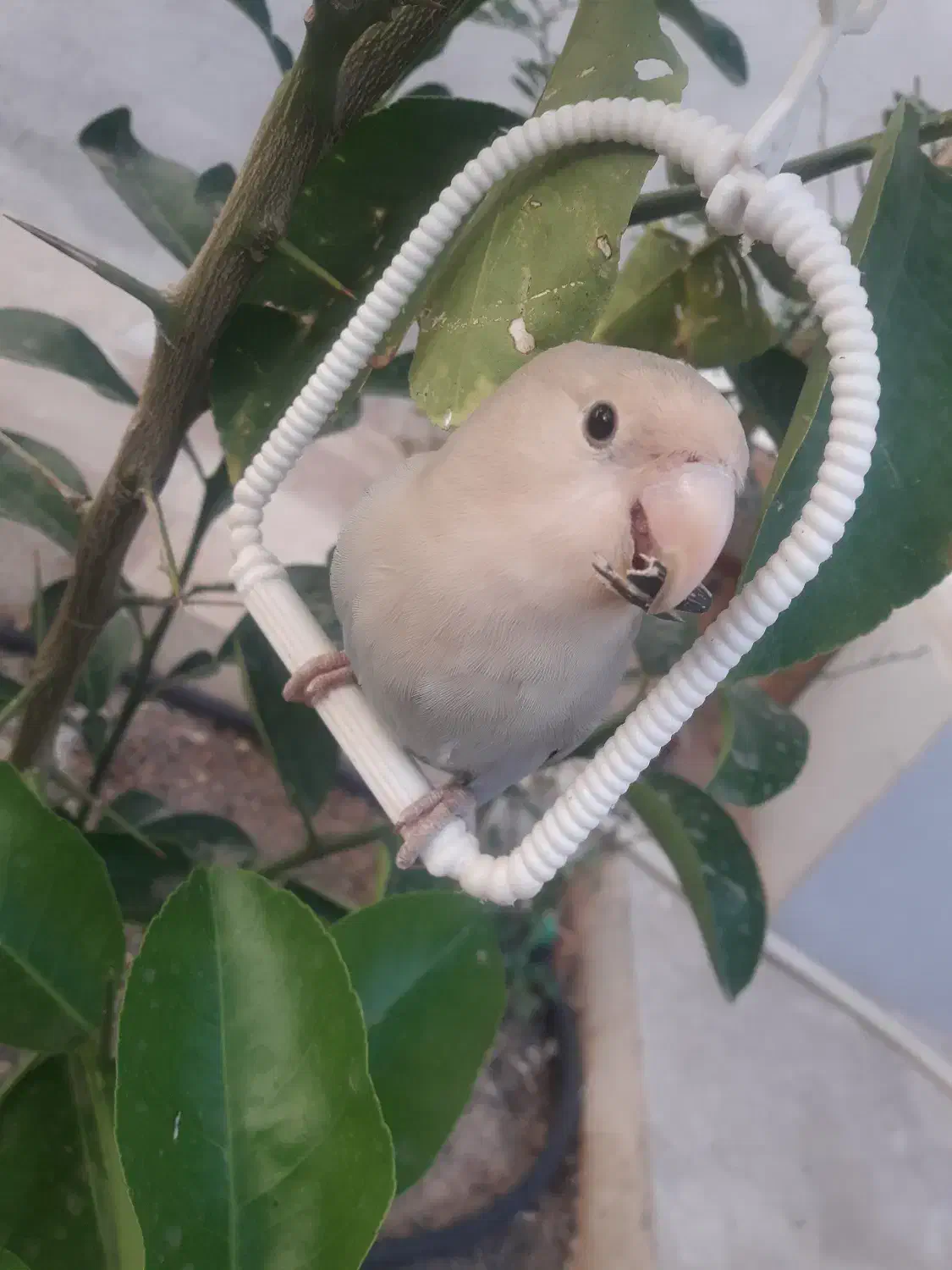 توجه توجه ی طوطی برزیلی گمشده|پرنده|قنوات, |دیوار