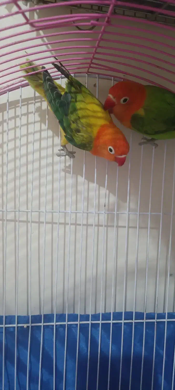 طوطی برزیلی|پرنده|ری, دولتآباد|دیوار