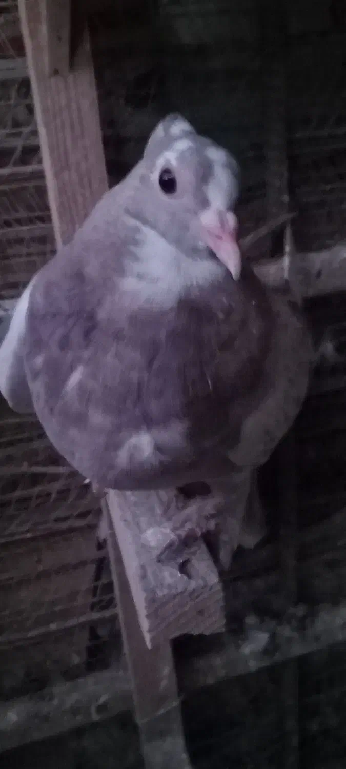 جوجه نر شغلا شده|پرنده|کرمان, |دیوار