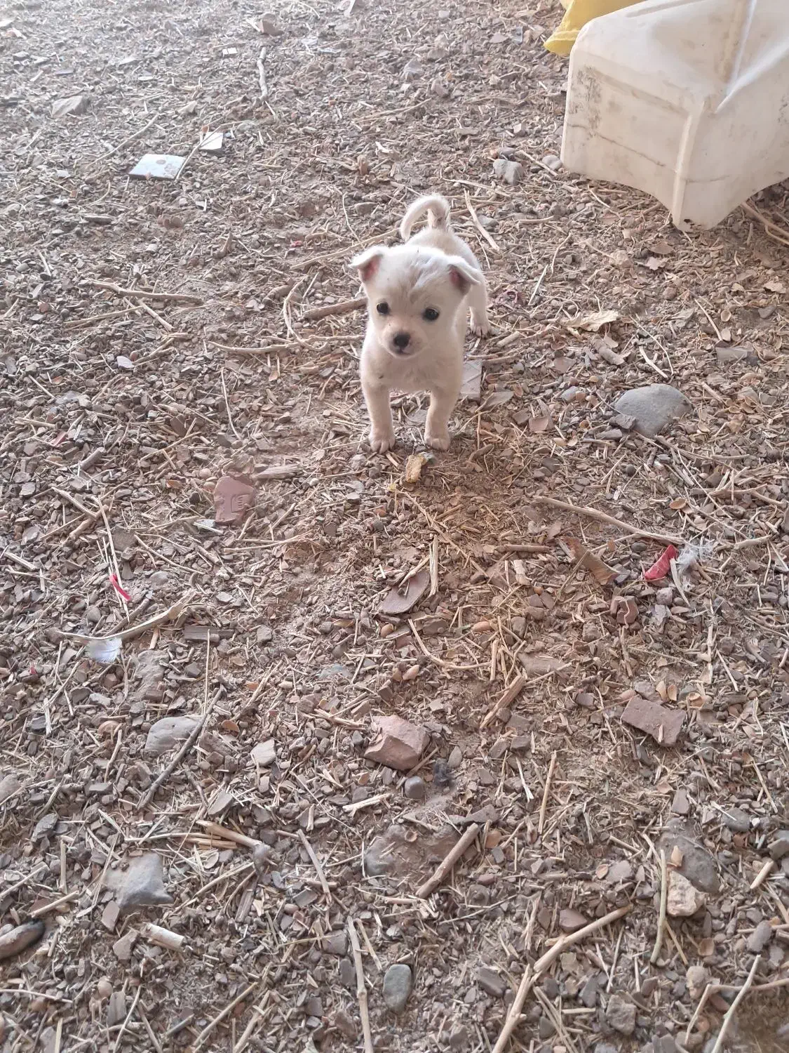 سگ پاکوتاه|سگ|یزدان شهر, |دیوار