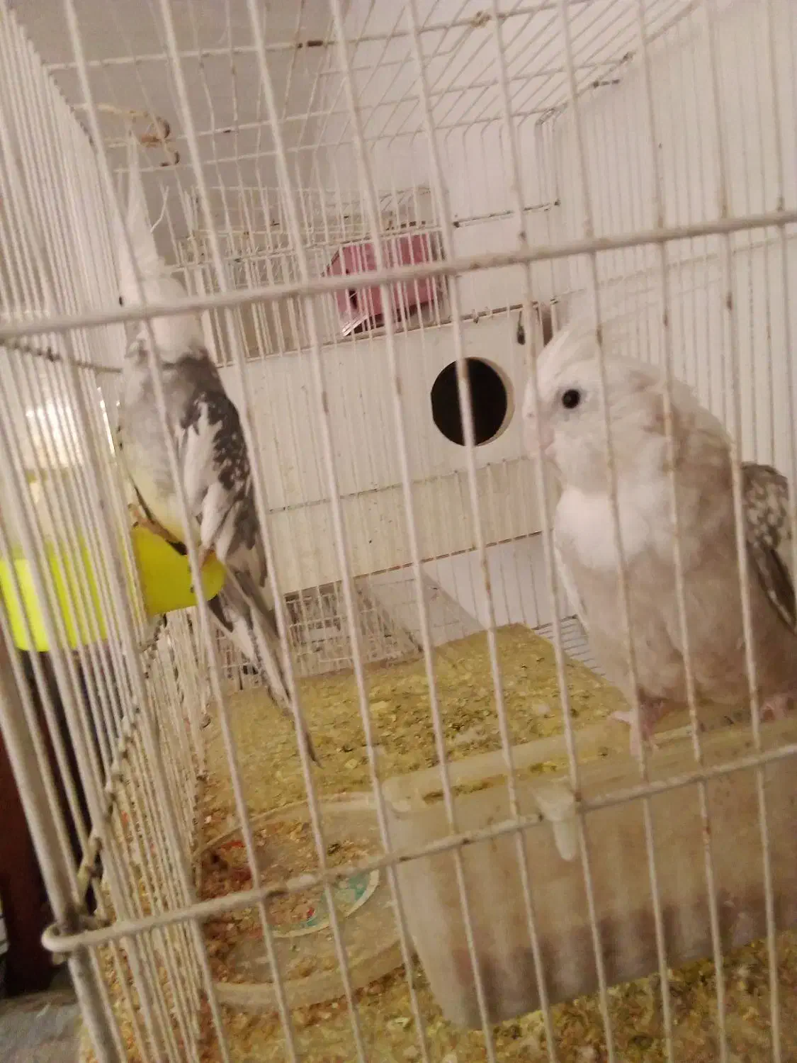 عروس هلندی پرنده معاوضه با کبوتر|پرنده|مشهد, هدایت|دیوار