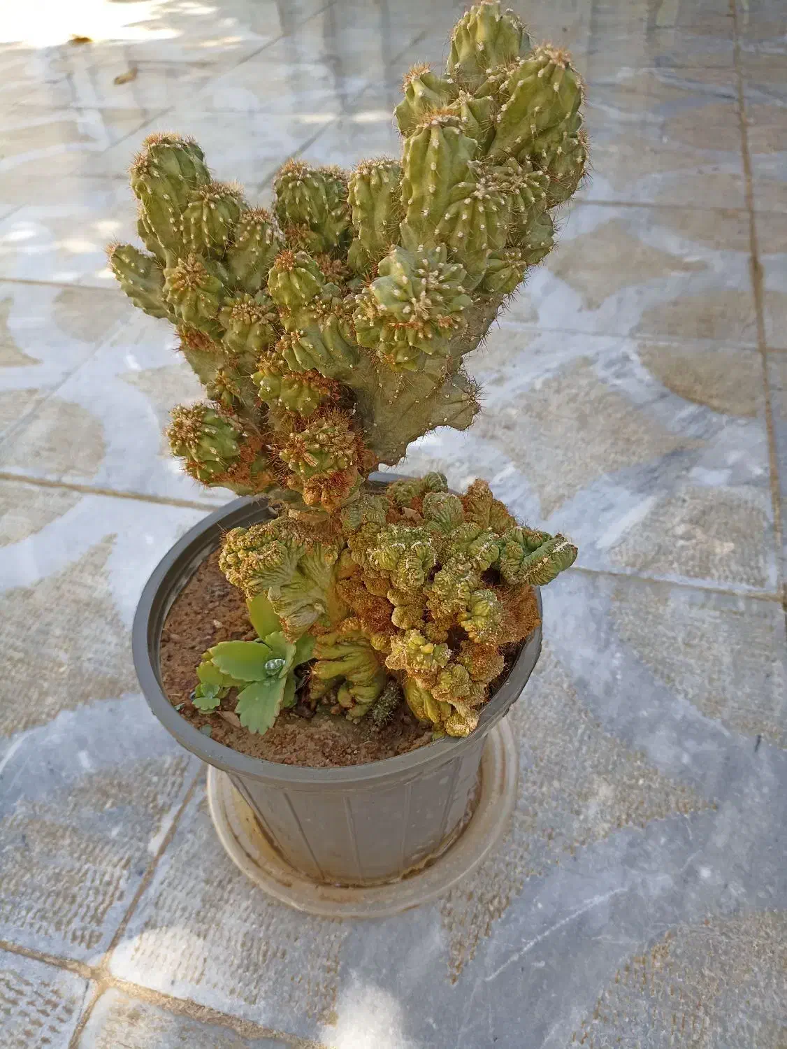 گل های زیبا و مقاوم خانگی|گل و گیاه طبیعی|نجف‌آباد, بازار|دیوار