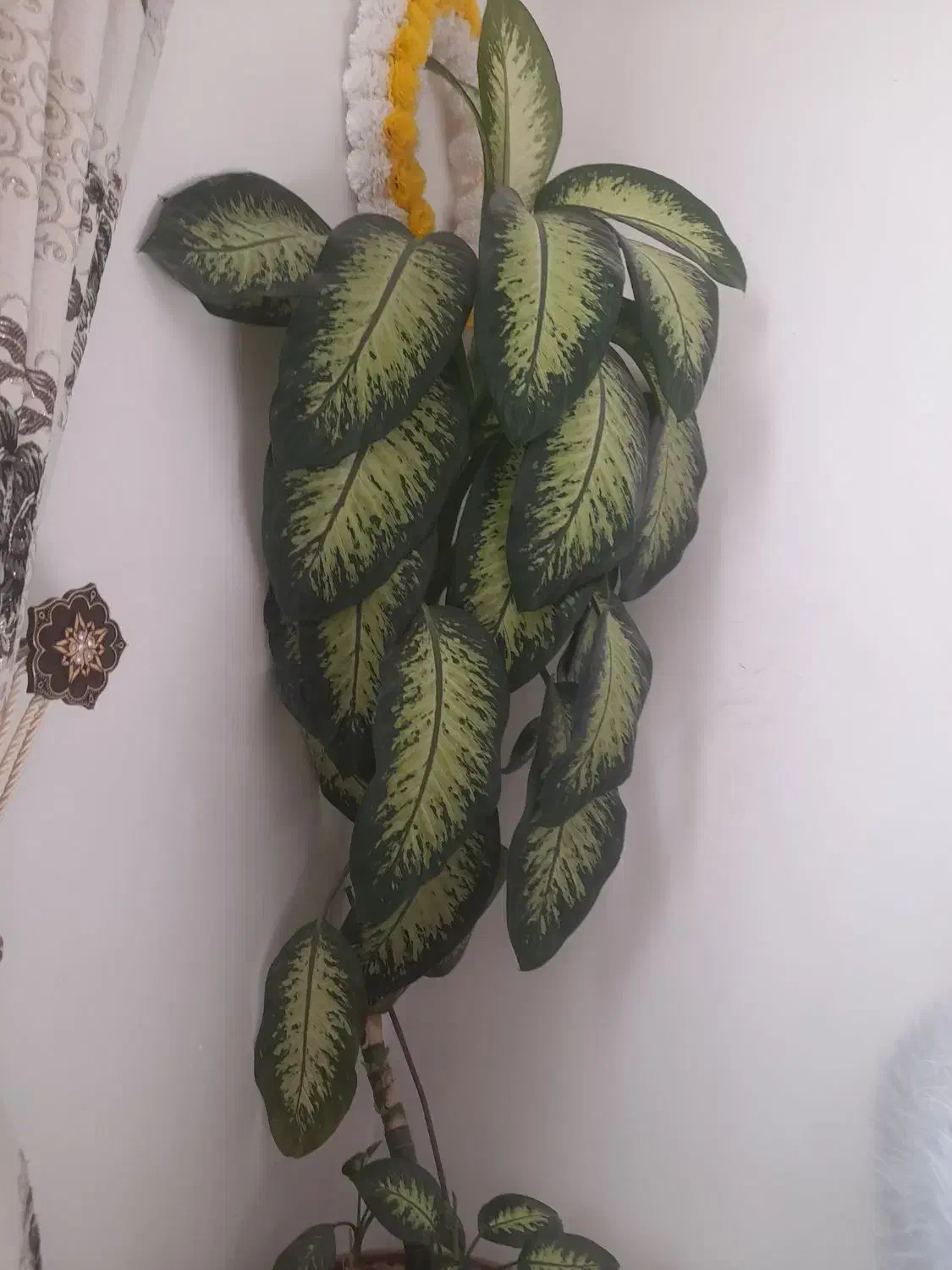 گل دیفین باخیا|گل و گیاه طبیعی|مریوان, |دیوار