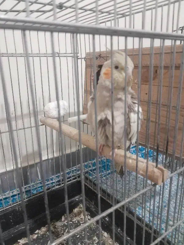 پرنده عروس هلندی|پرنده|کرج, گلدشت|دیوار