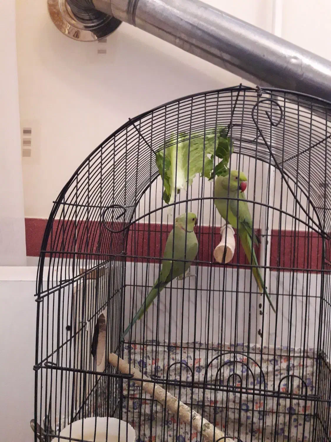 جفت ملنگو|پرنده|سهند, |دیوار