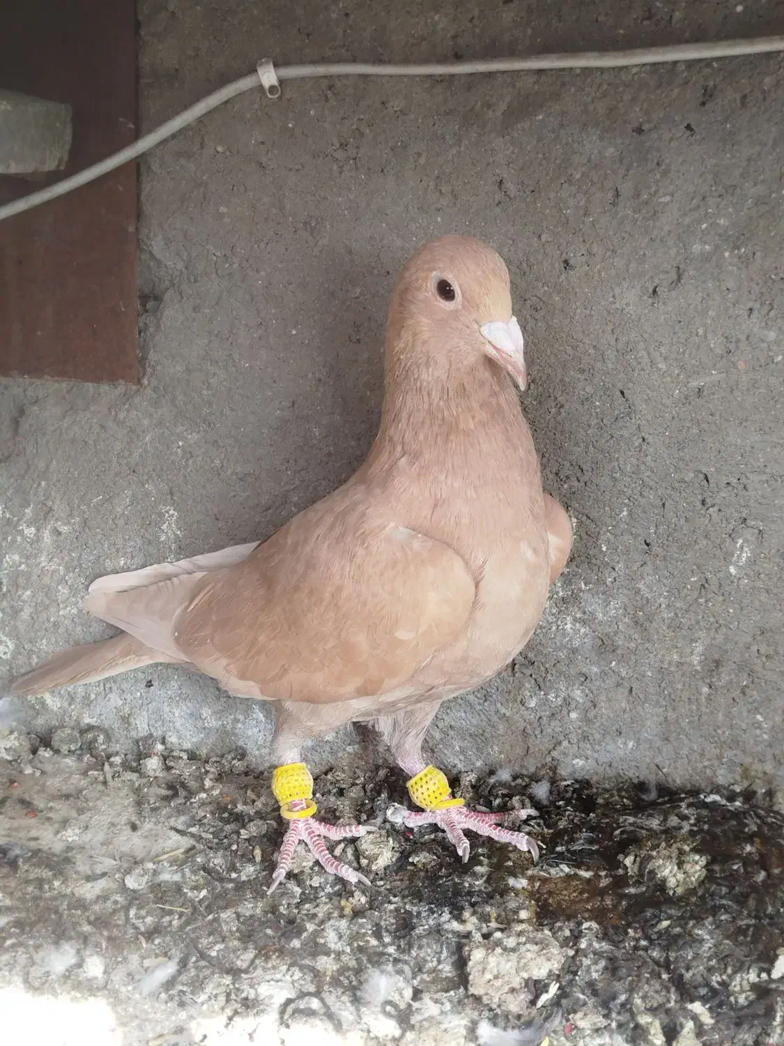 ماده زرد کرمانی فروشی|پرنده|تربتحیدریه, کلاته توکلی|دیوار