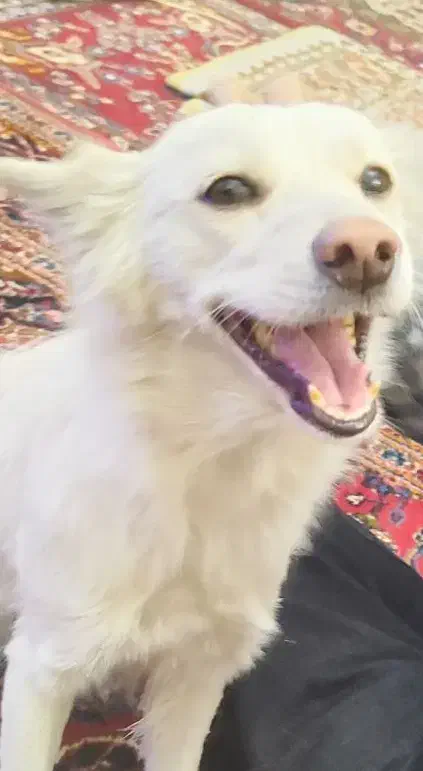 پیدا شده|حیوانات|شیراز, ستارخان|دیوار