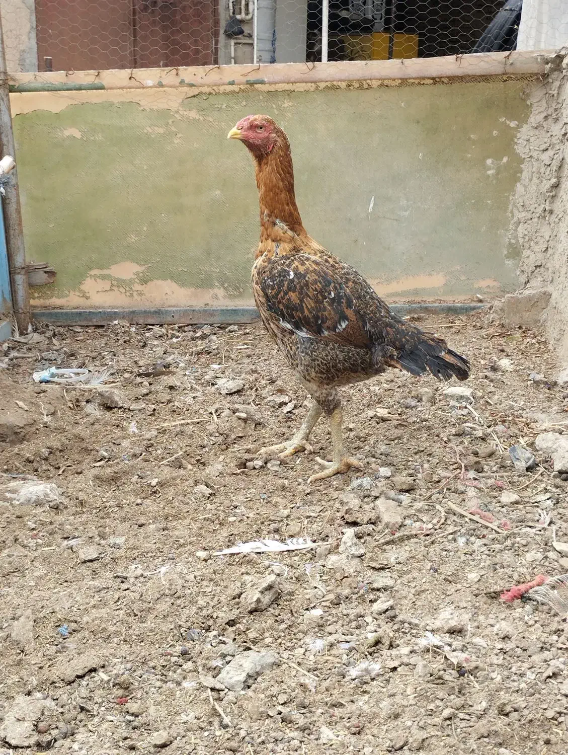 مرغ لاری|حیوانات مزرعه|ورامین, ورامین|دیوار