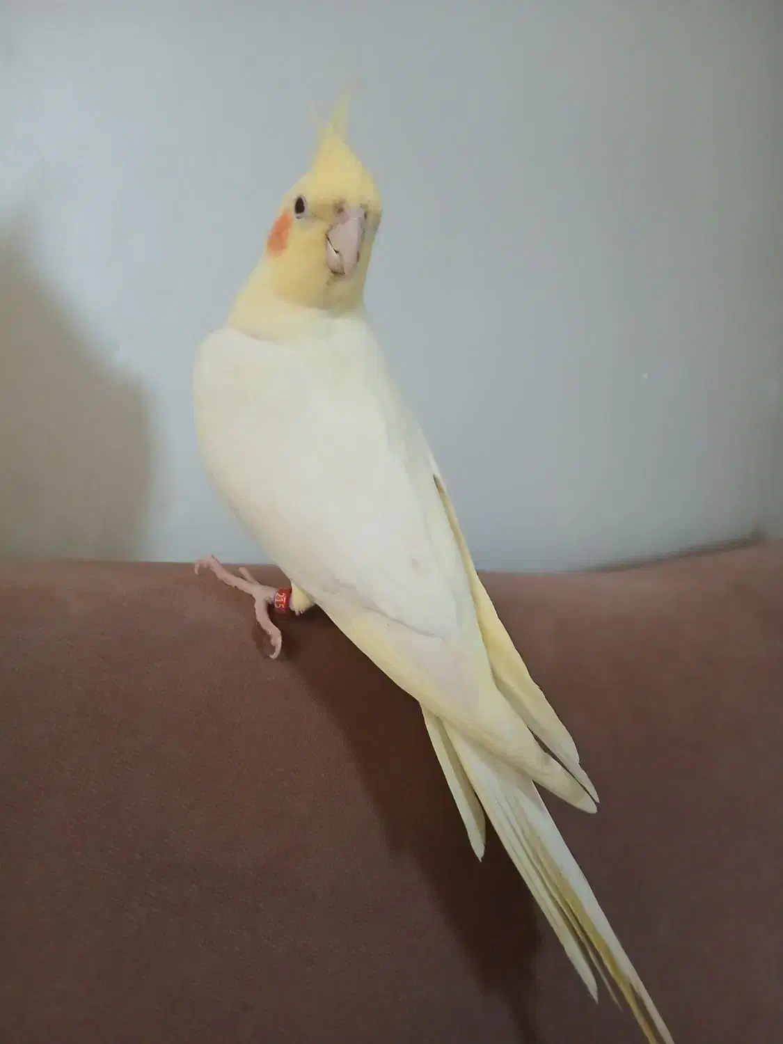 عروس هلندی|پرنده|ری, سیزده آبان|دیوار