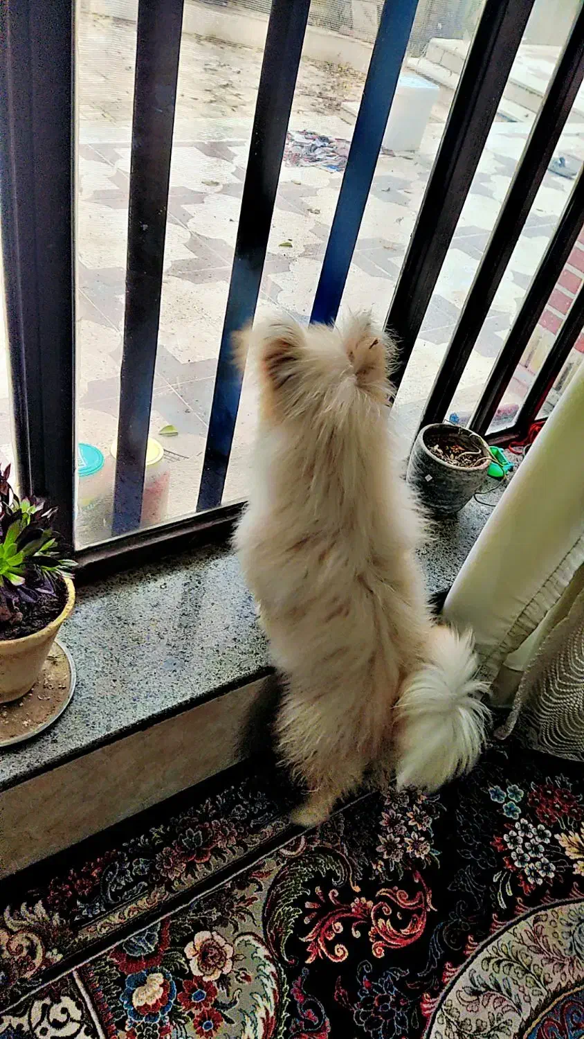 سگ.|سگ|شیراز, رکنآباد|دیوار