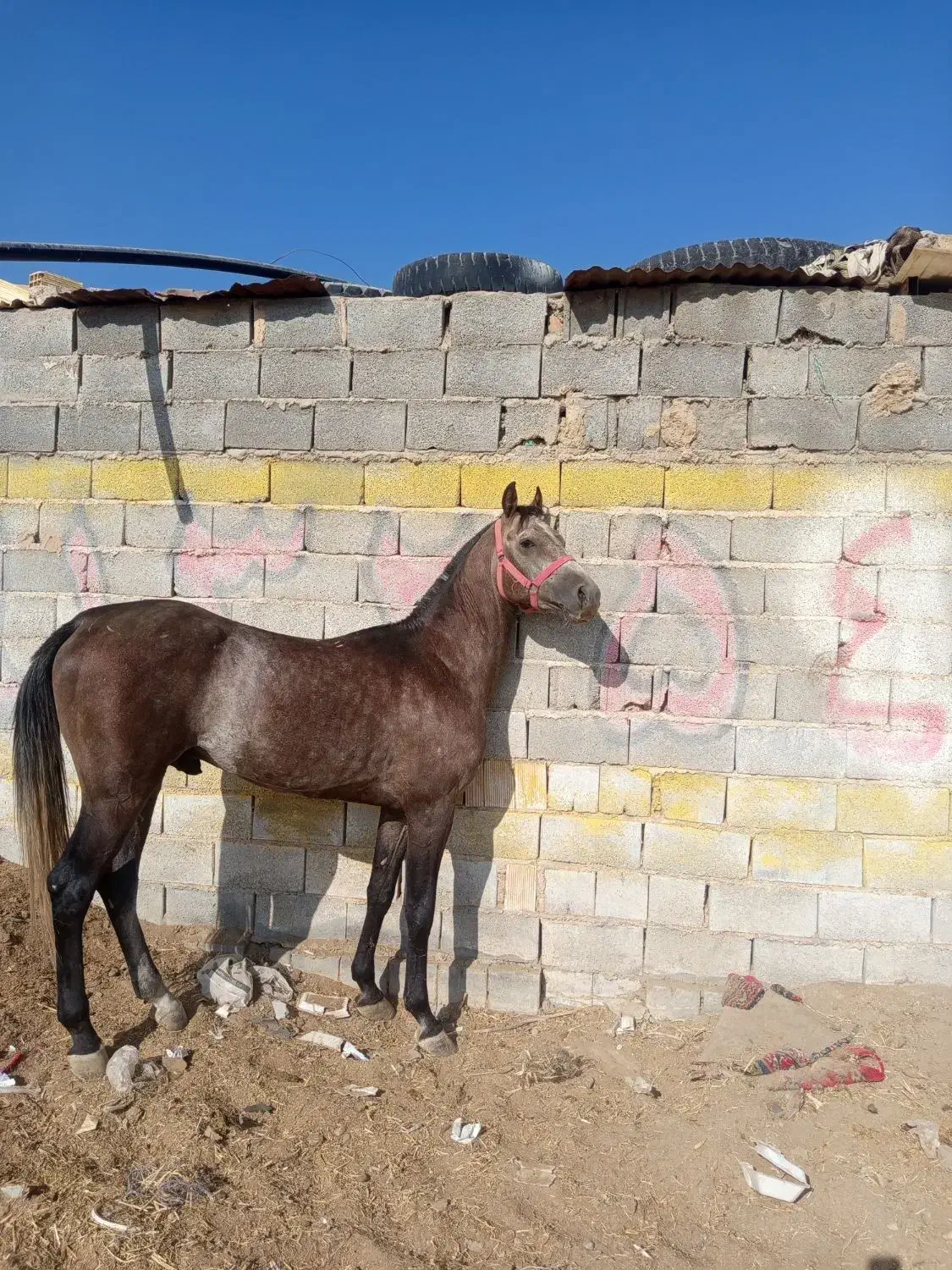 اسب عرب|اسب و تجهیزات اسبسواری|یزد, |دیوار