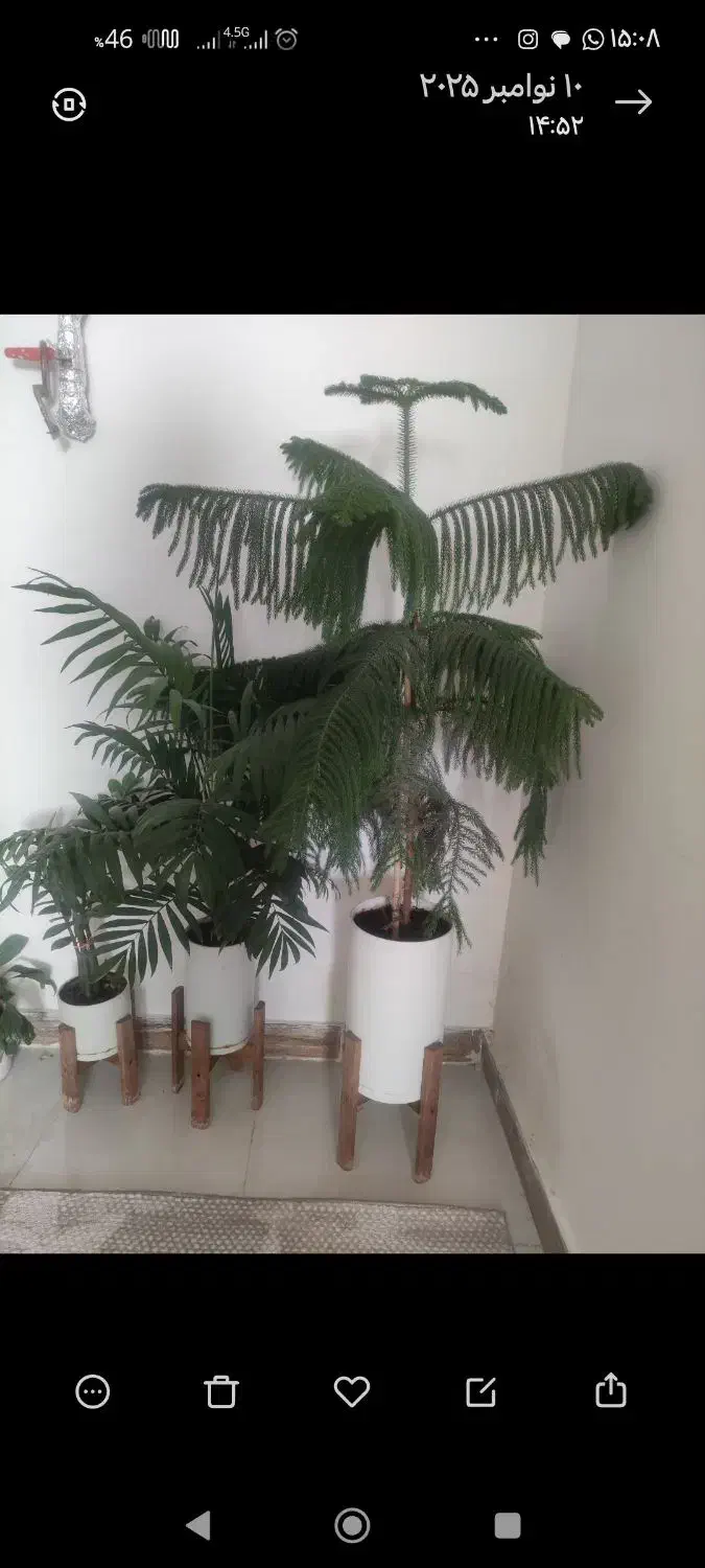 گل طبیعی|گل و گیاه طبیعی|ایلام, |دیوار