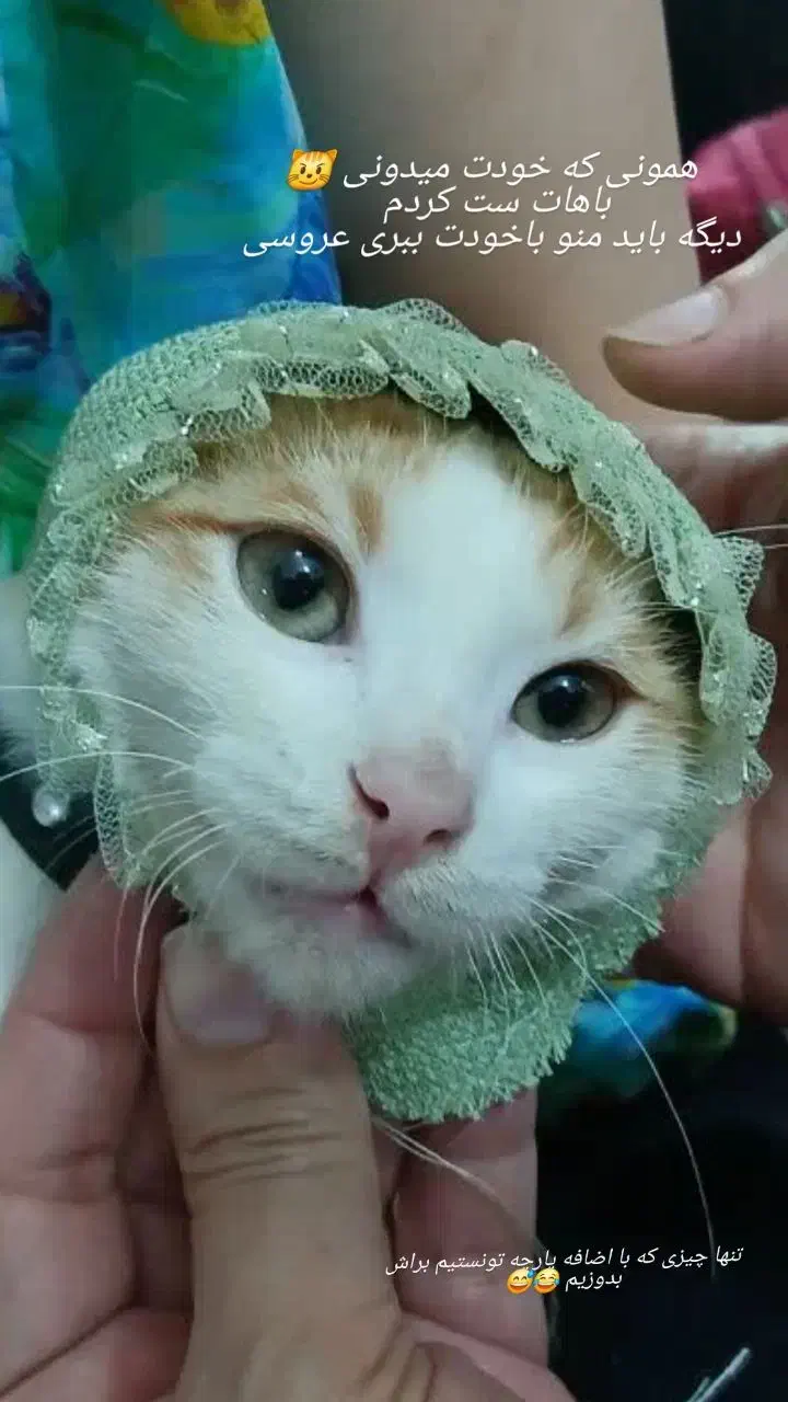 واگذاری گربه|گربه|بابل, |دیوار