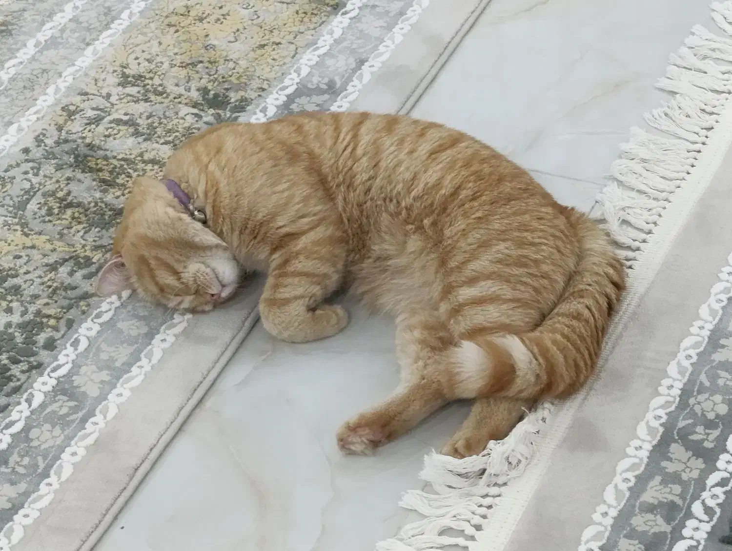 گربه اسکاتیش|گربه|بافق, |دیوار