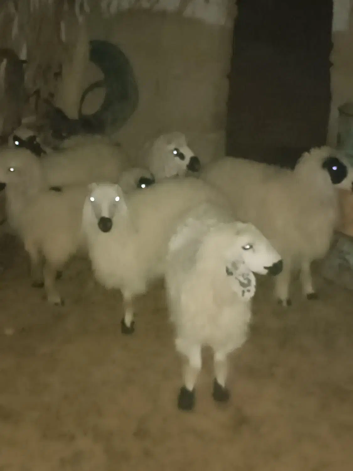 بره ماده|حیوانات مزرعه|ریگ ملک, |دیوار