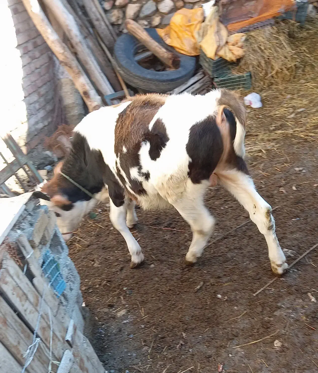 گوساله نر سیمینتال|حیوانات مزرعه|سیلوانه, |دیوار