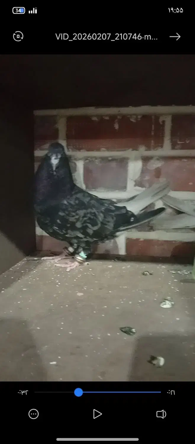 کبوتر|پرنده|سیرجان, |دیوار