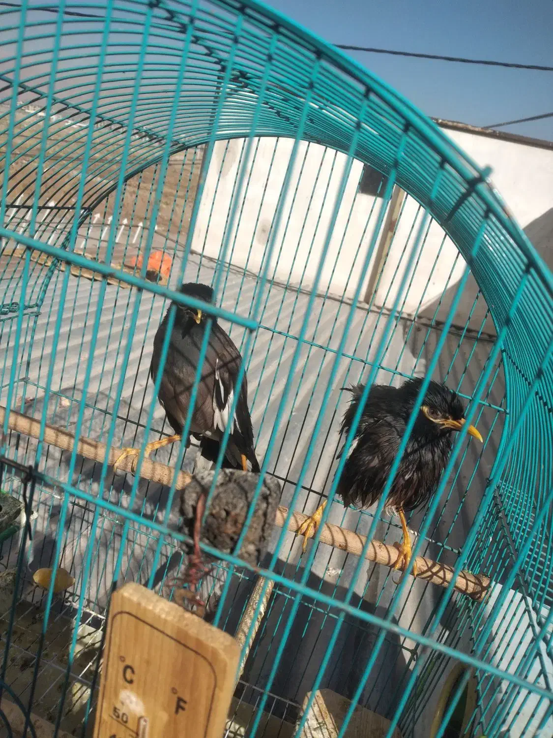 یک جفت مرغ مینا خوش رخ و خوش صدا|پرنده|کرمانشاه, |دیوار