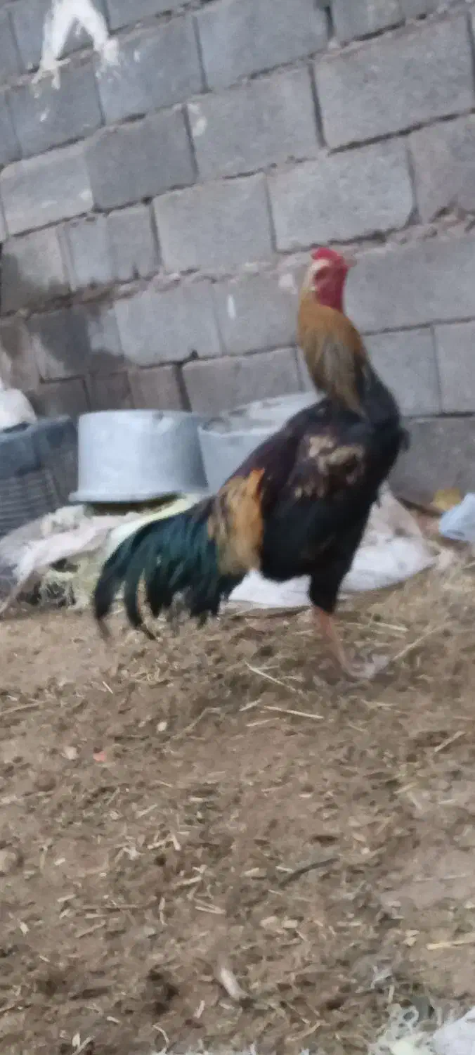 خروس لاری|حیوانات مزرعه|تربت جام, میان جام|دیوار