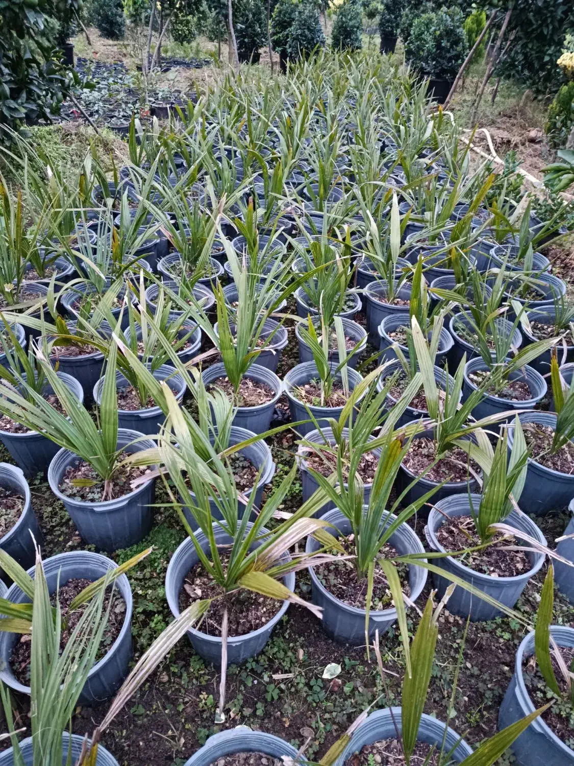 فتونیا ،پالم آبی|گل و گیاه طبیعی|چابکسر, |دیوار