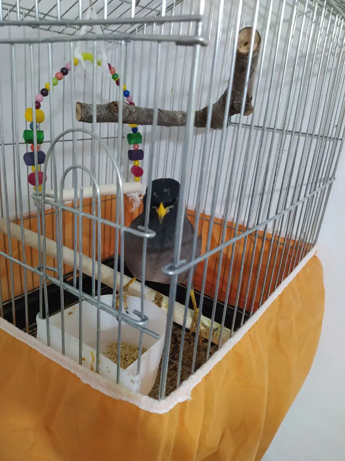 مرغ مینا|پرنده|کرمانشاه, |دیوار