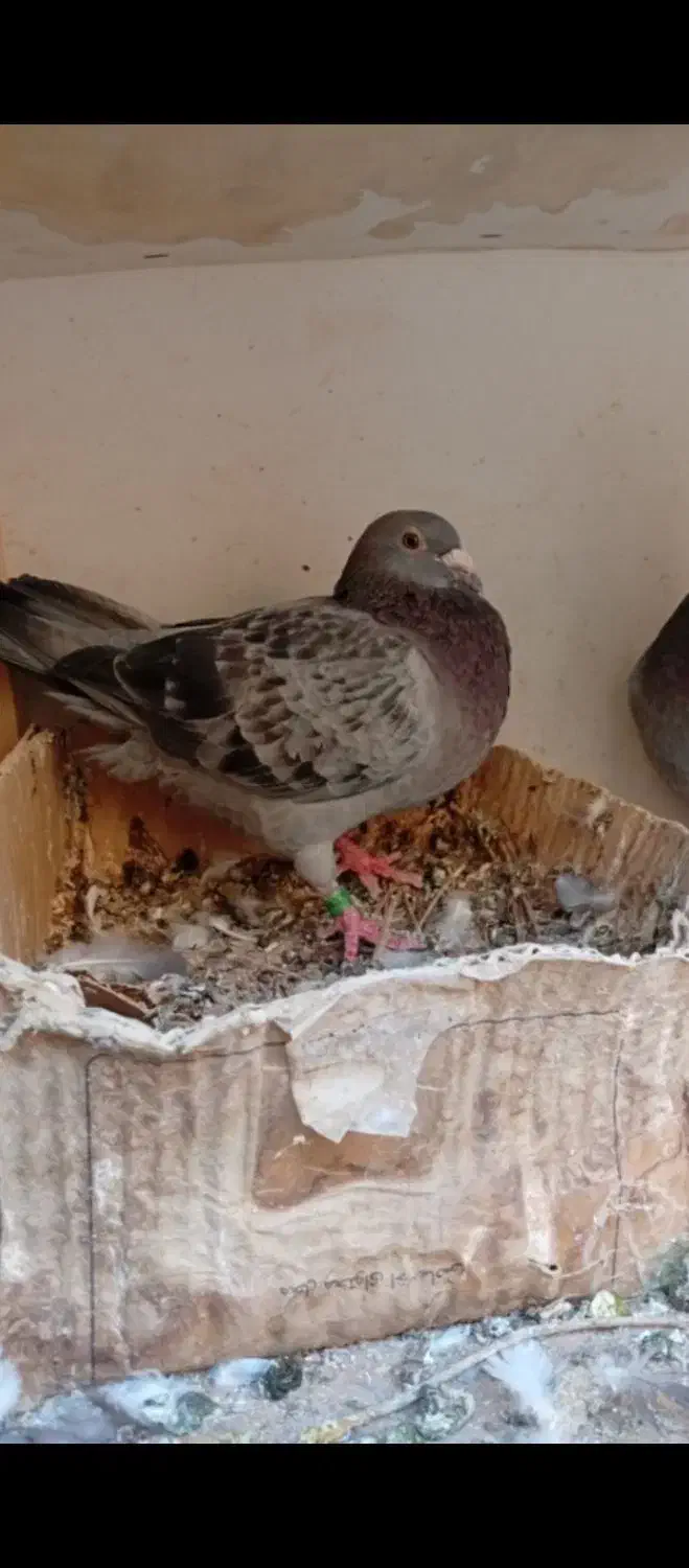 کفتر یاکبوتر|پرنده|اشکذر, |دیوار