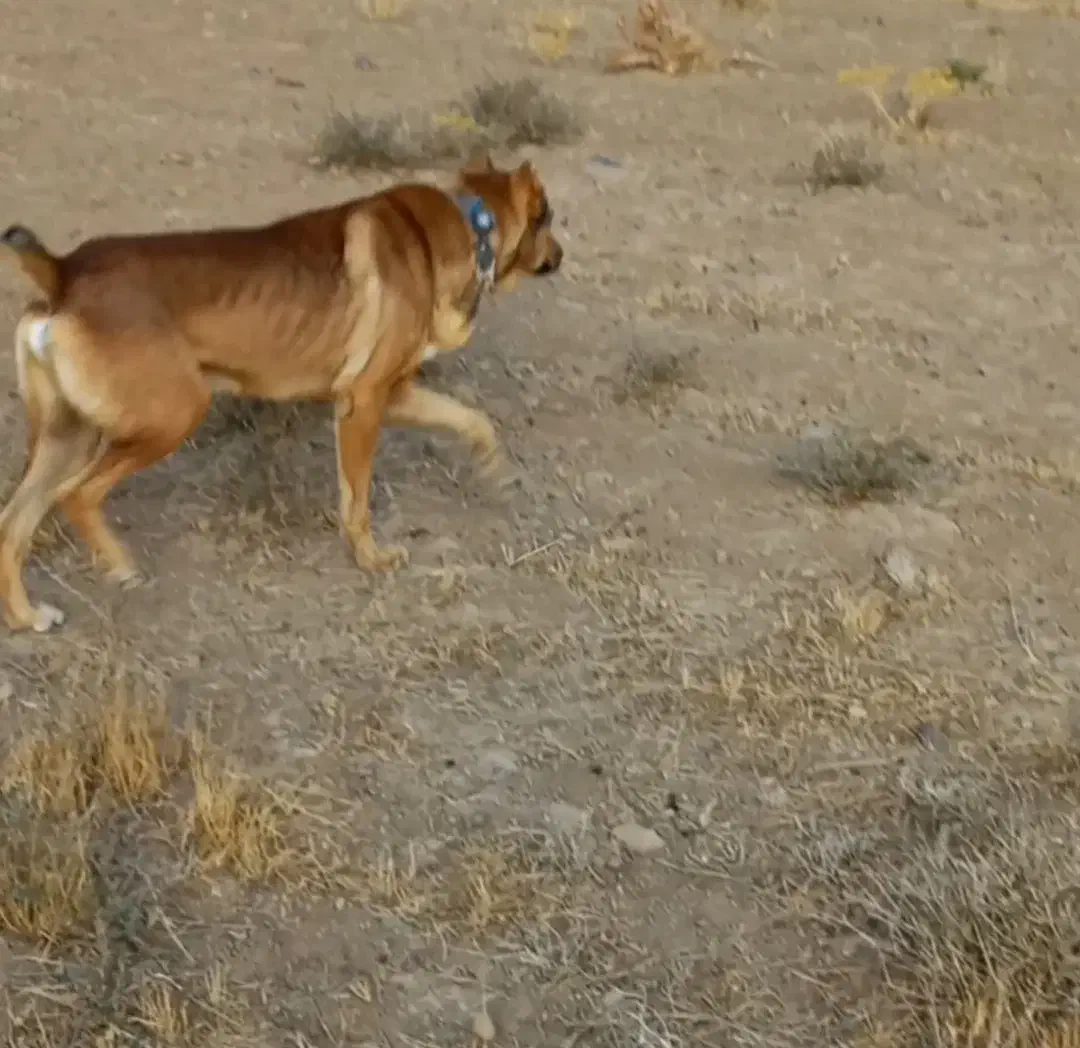 سگ گله‌ ای|سگ|خرمدشت, |دیوار