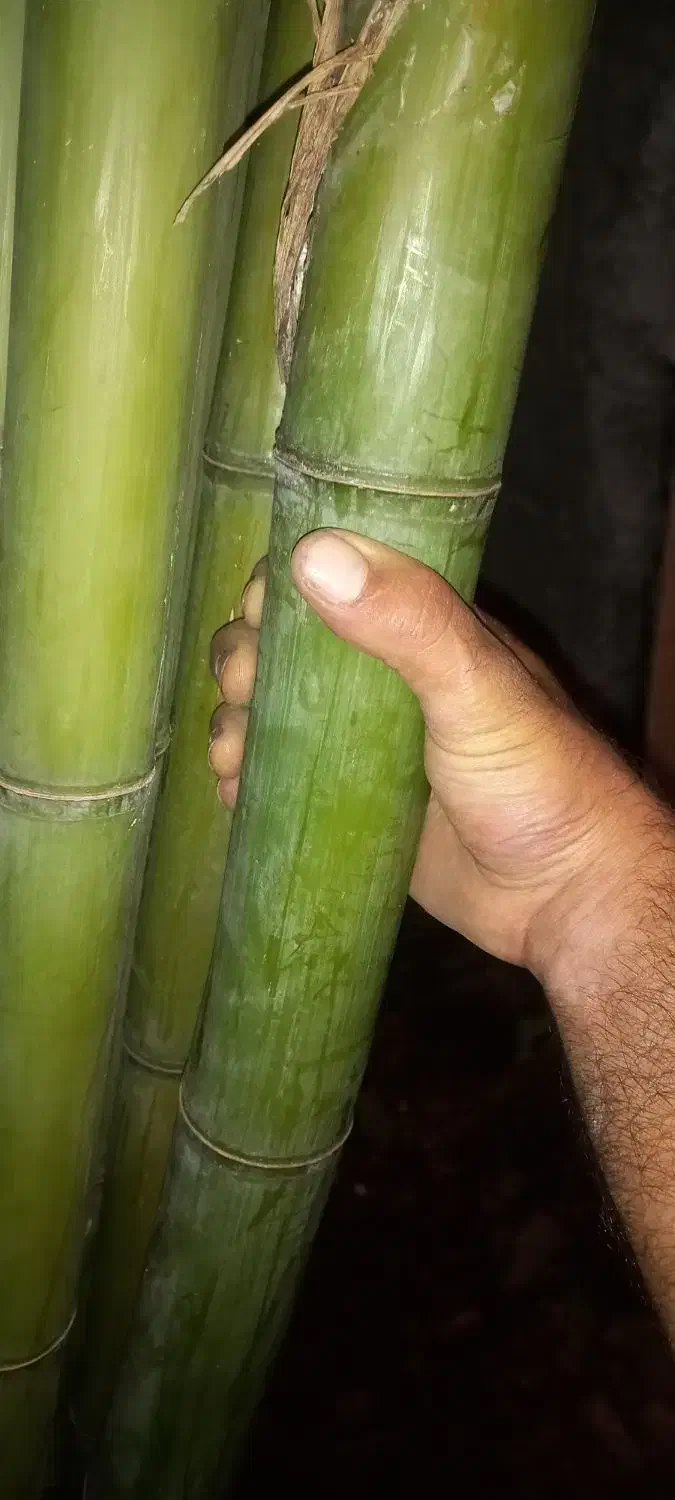 نی خیزران بامبو|گل و گیاه طبیعی|رحیمآباد, |دیوار