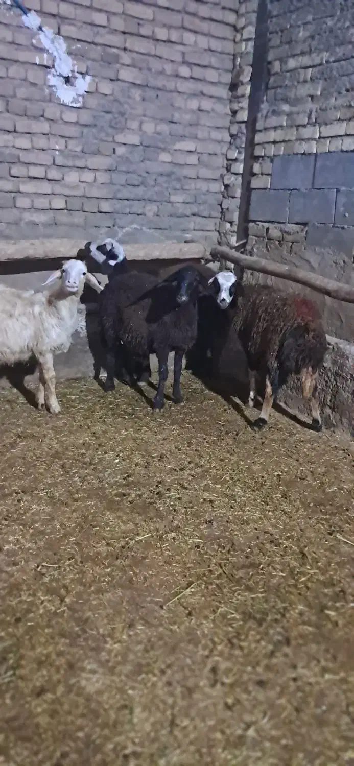 بز-گوسفنده-بره|حیوانات مزرعه|بروجرد, |دیوار