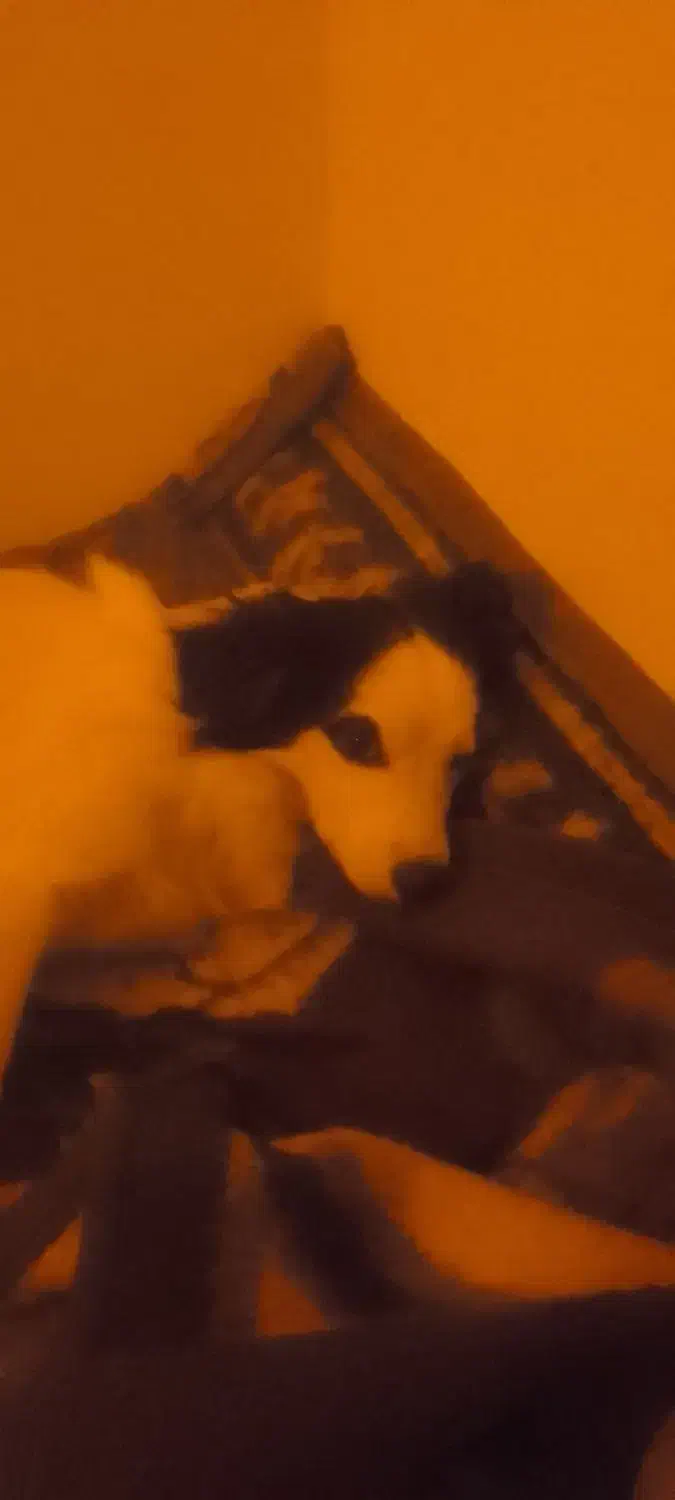 سلام یک سگ تربیت شده نژاد دار به فروش میرسد|سگ|شاهرود, |دیوار