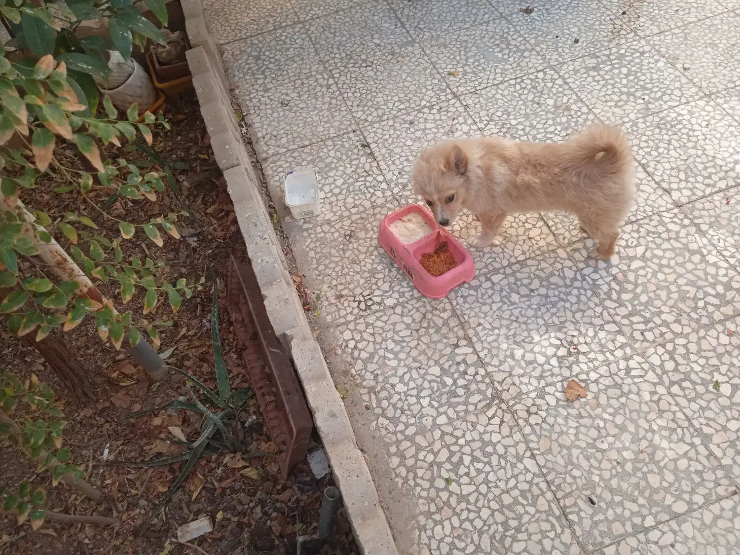 سرپرستی سگ پامرین|سگ|کاشان, فاز ۱ ناجی آباد|دیوار