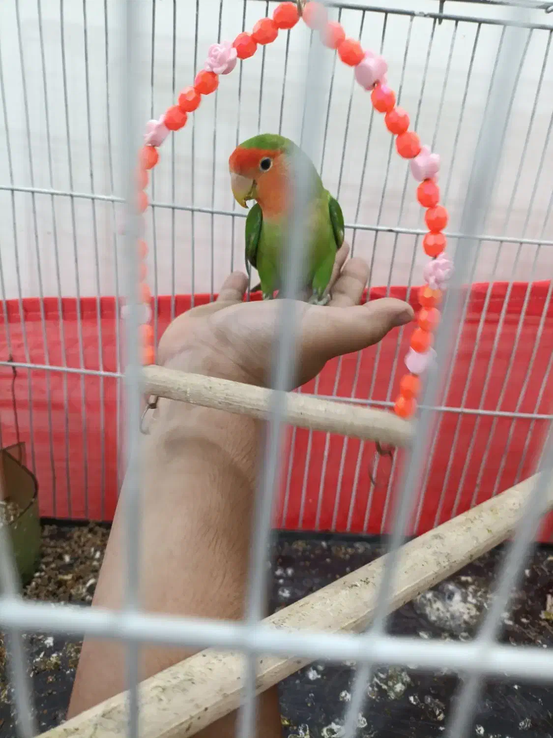 طوطی برزیلی|پرنده|تهران, دولتخواه جنوبی|دیوار