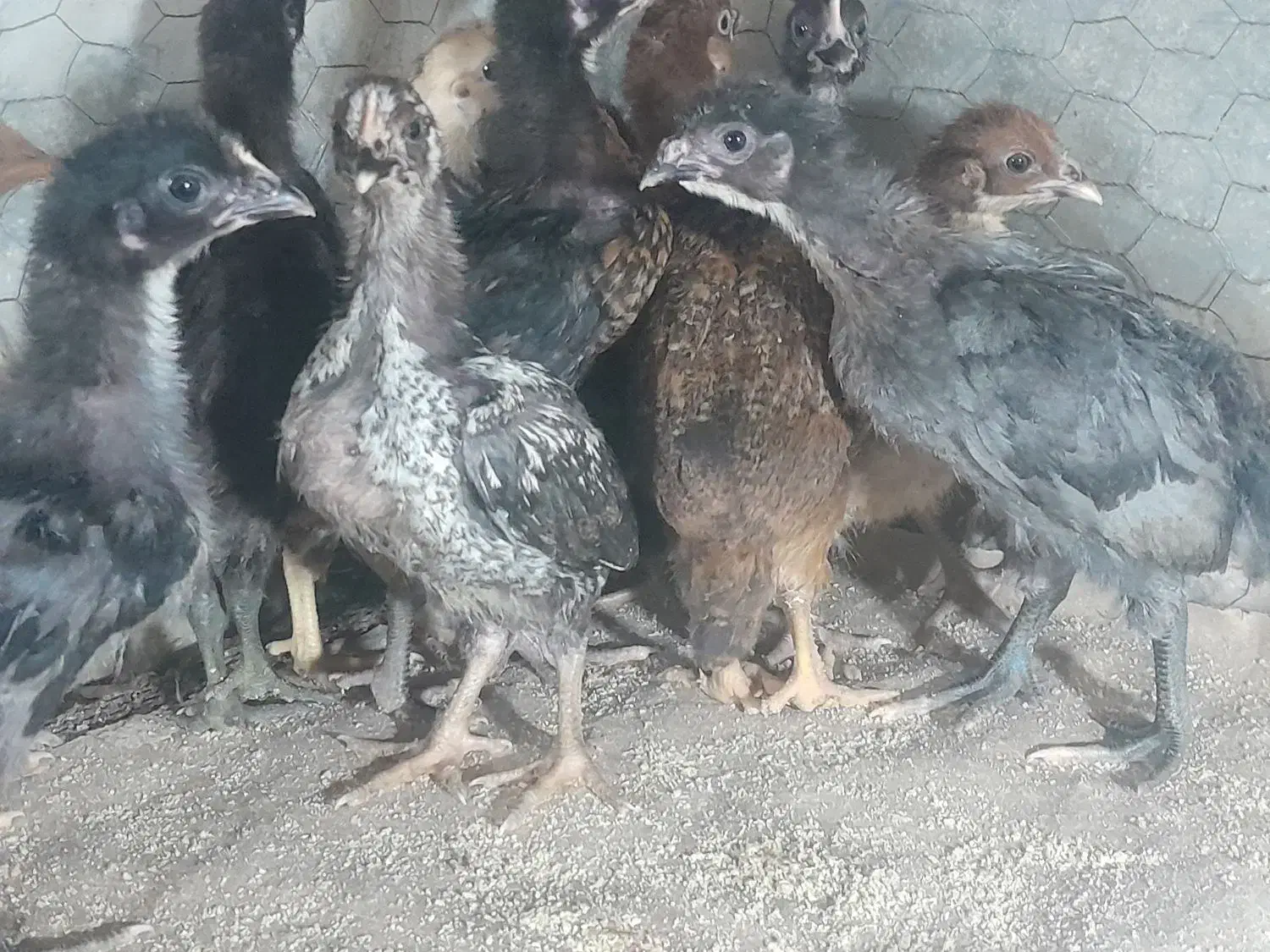 فروش جوجه محلی اصیل صددرصد کرچ شو ۲۰ روزه|حیوانات مزرعه|آمل, |دیوار