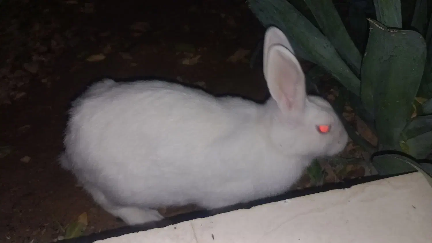 خرگوش کامل سفید|موش و خرگوش|برازجان, |دیوار