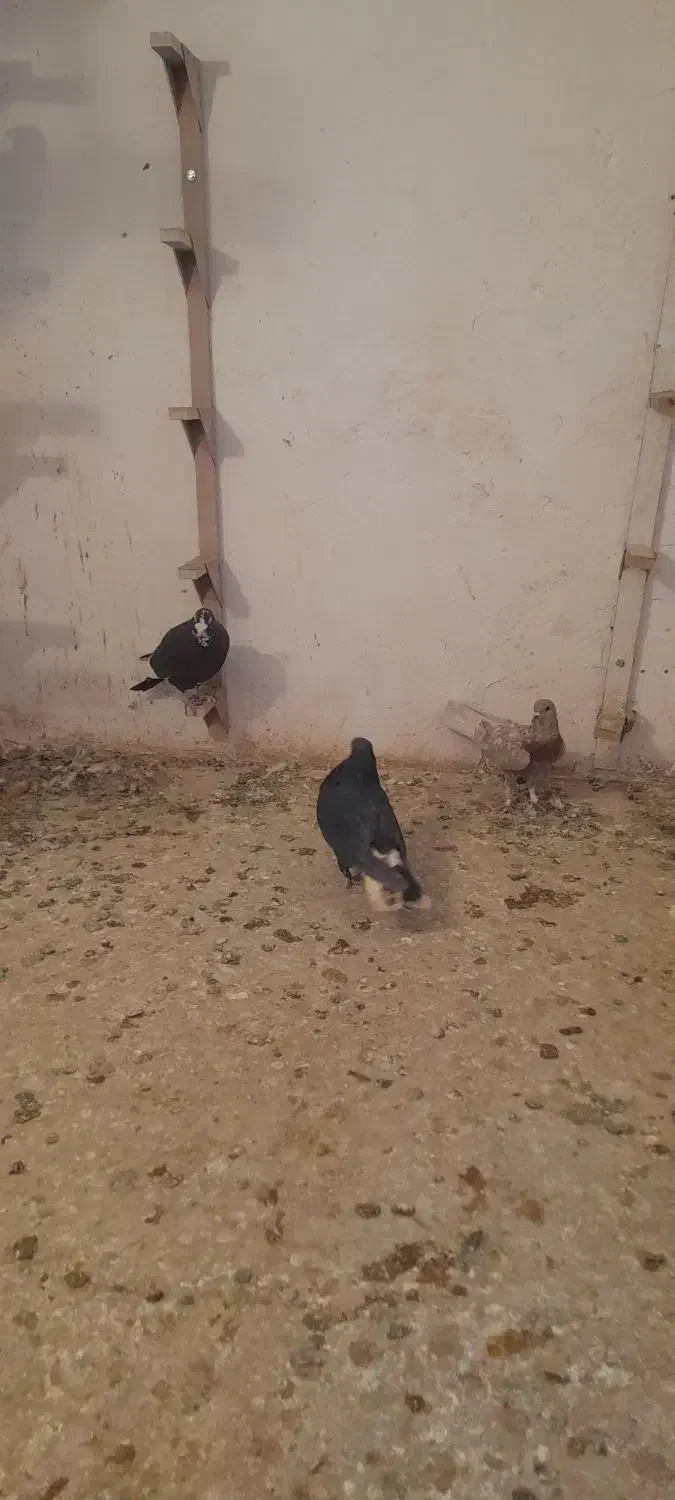 کفتر نرسوراخ|پرنده|چترود, |دیوار