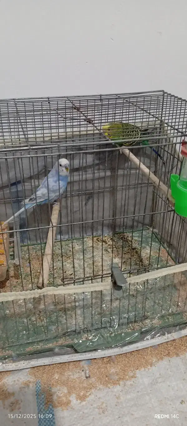 مرغ عشق و فنچ|پرنده|رباطکریم, نصیرشهر|دیوار