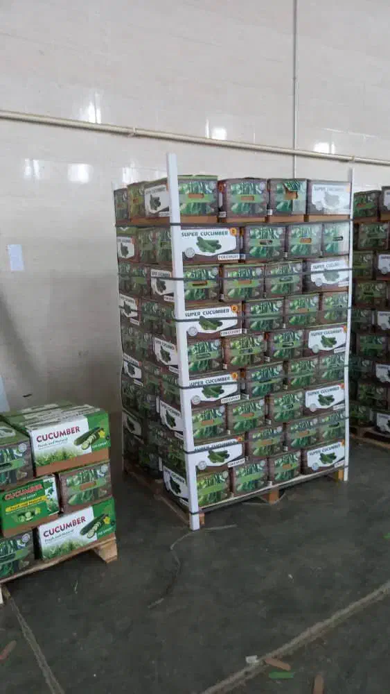 صیفیجات گلخانه ای صادارتی|عمدهفروشی|آستارا, |دیوار